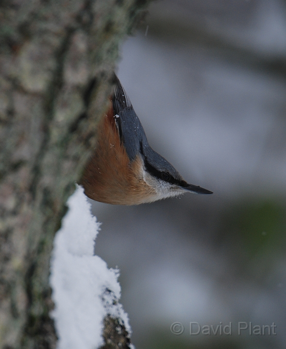 Nuthatch - O.JPG - Nuthatch on a snowy day - Gloucestershire
